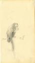 Kunstsammlung und Archiv, Universität für angewandte Kunst Wien, Inv. Nr. 470