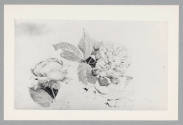 Foto: Archiv Alice Strobl/ALBERTINA, Wien